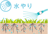 水やり