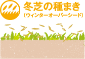 冬芝の種まき（ウインターオーバーシード）